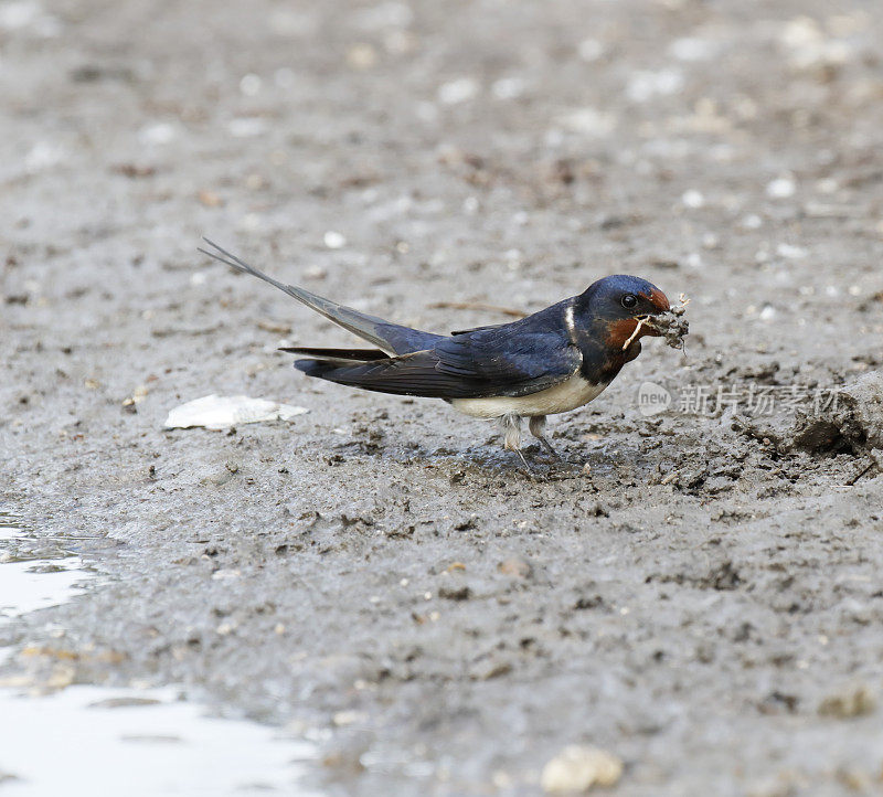 小燕子(Hirundo rustica)为它的巢收集泥土